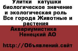 Улитки – катушки: биологическое значение и экологическая роль - Все города Животные и растения » Аквариумистика   . Ненецкий АО